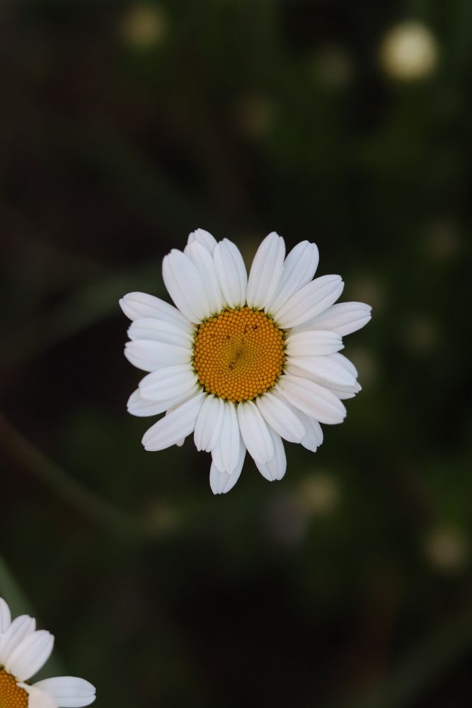 Photograph by Лилия Хохлова