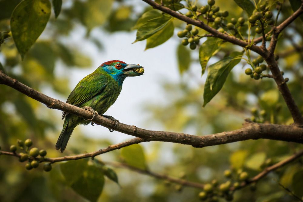 Photograph by PRADIP NANDI