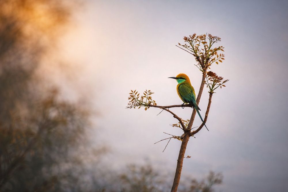 Photograph by PRADIP NANDI