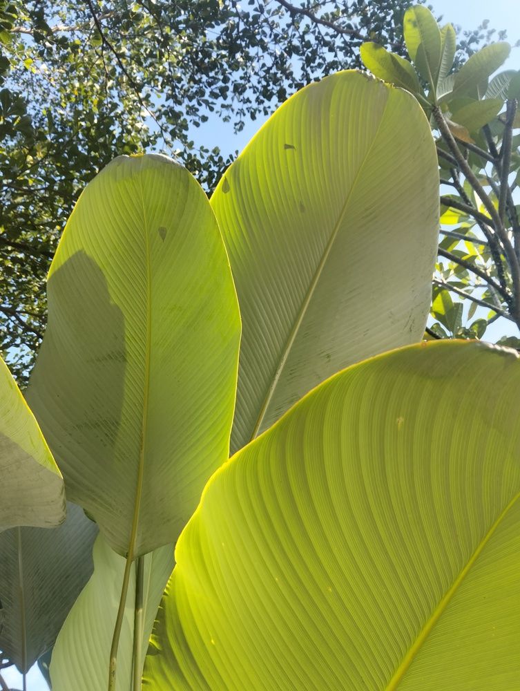 Green Leaves