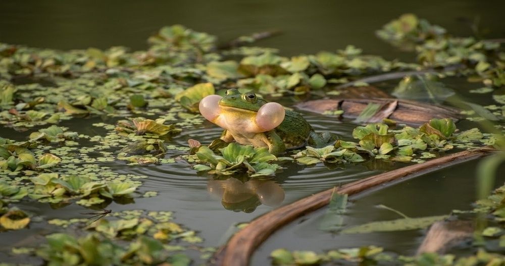Photograph by PRADIP NANDI