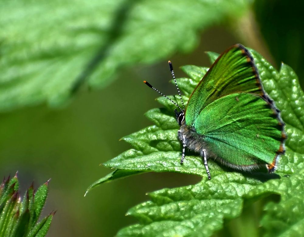Photograph by Елена Василева