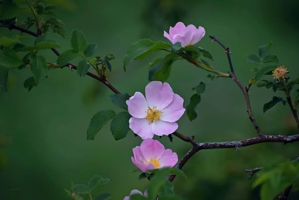 Photograph by Елена Василева