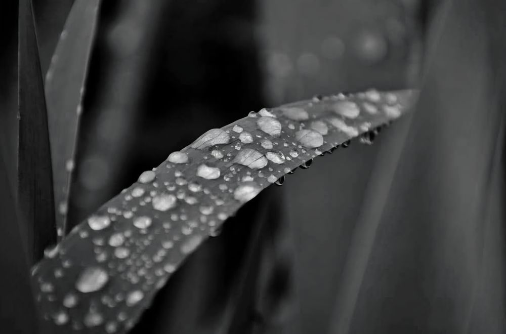 Photograph by Елена Василева