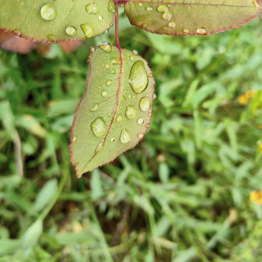 Photo #13620517