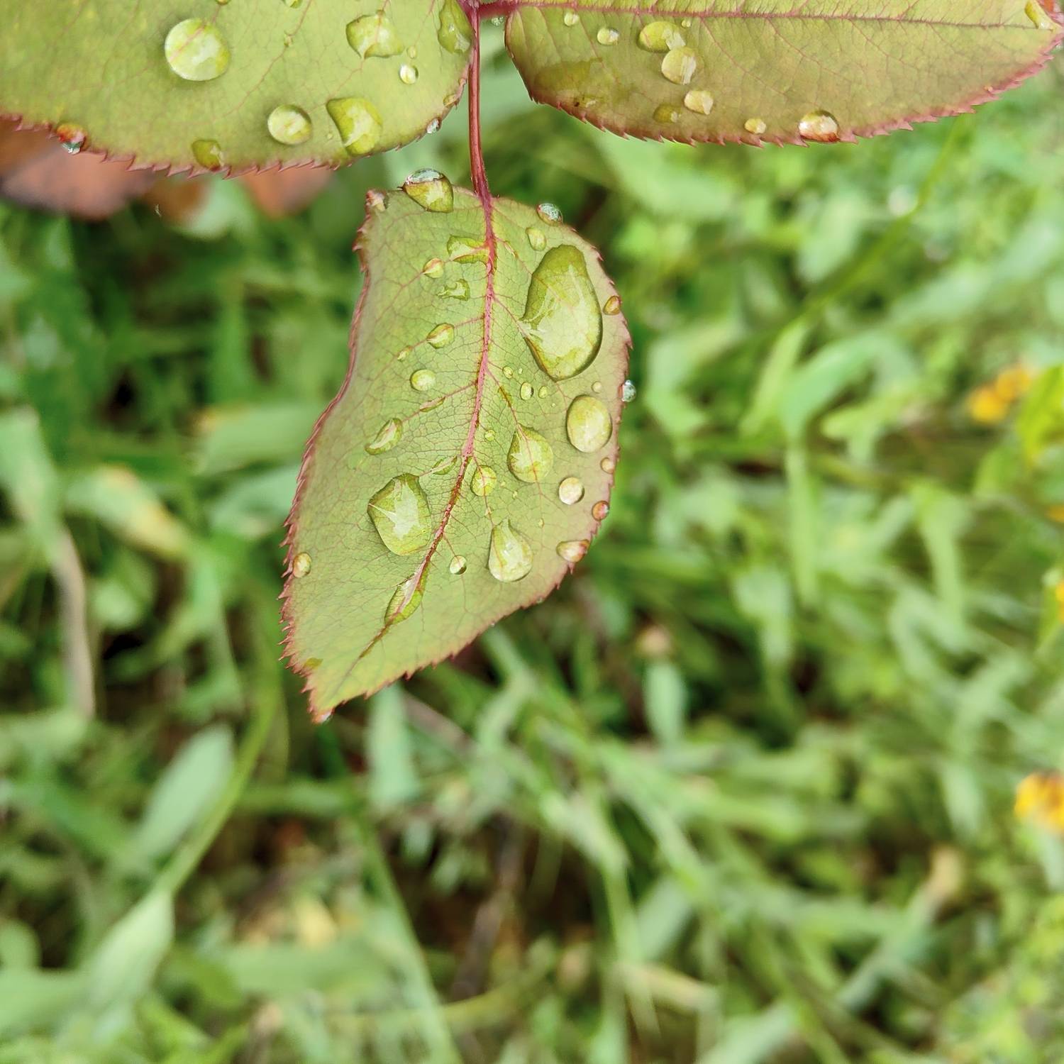 Photo #13620517