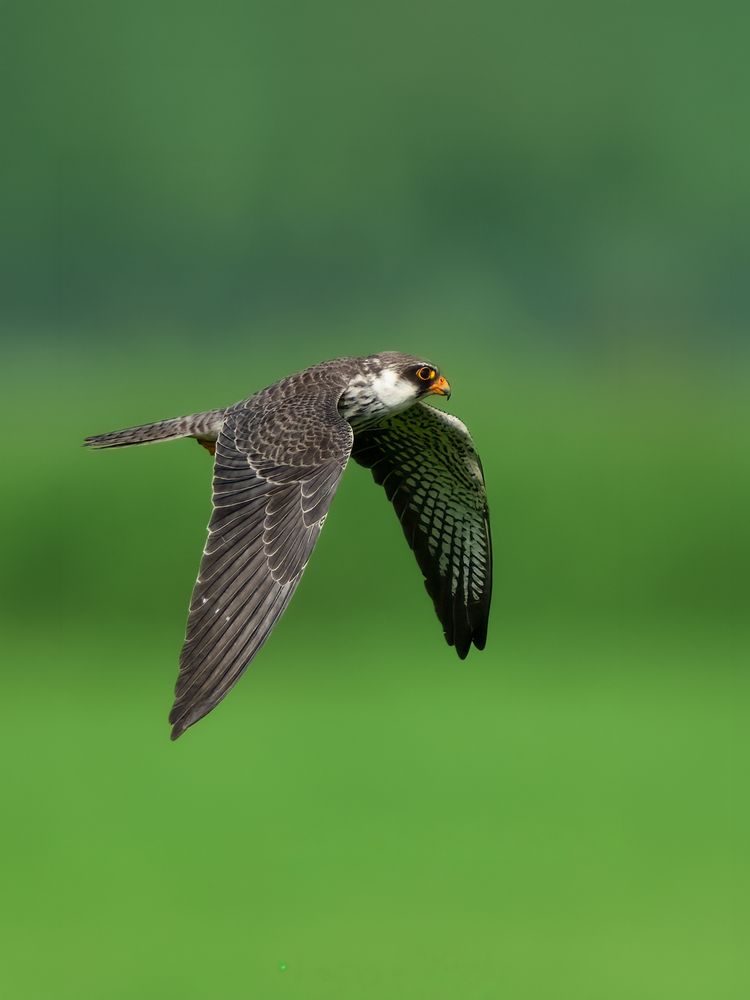 Photograph by Vipin P C