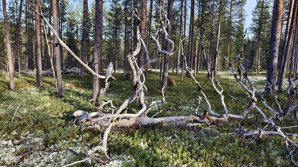 Photograph by Александр Шворнев