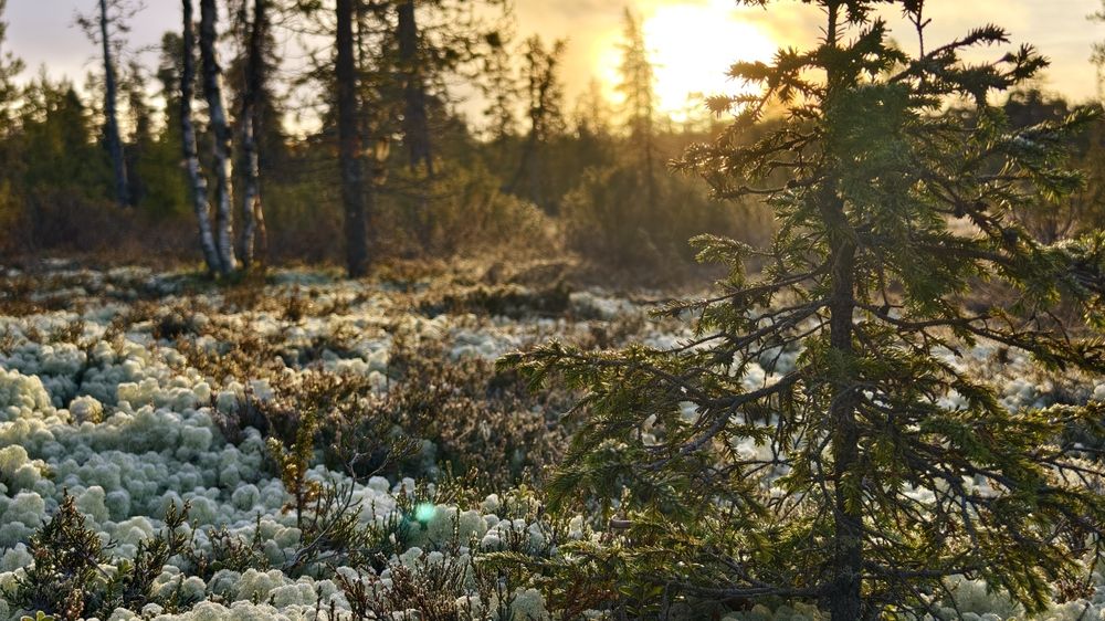 Photograph by Александр Шворнев