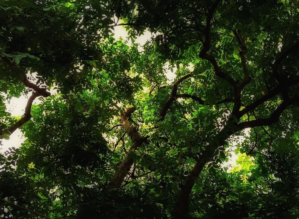 Canopy