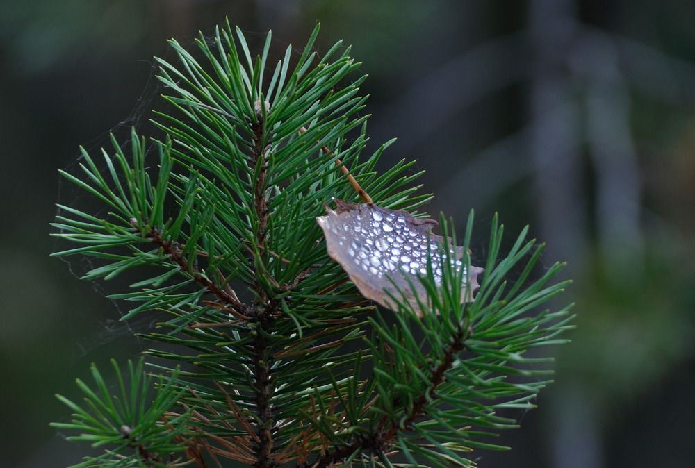 Photograph by Андрей Куликов