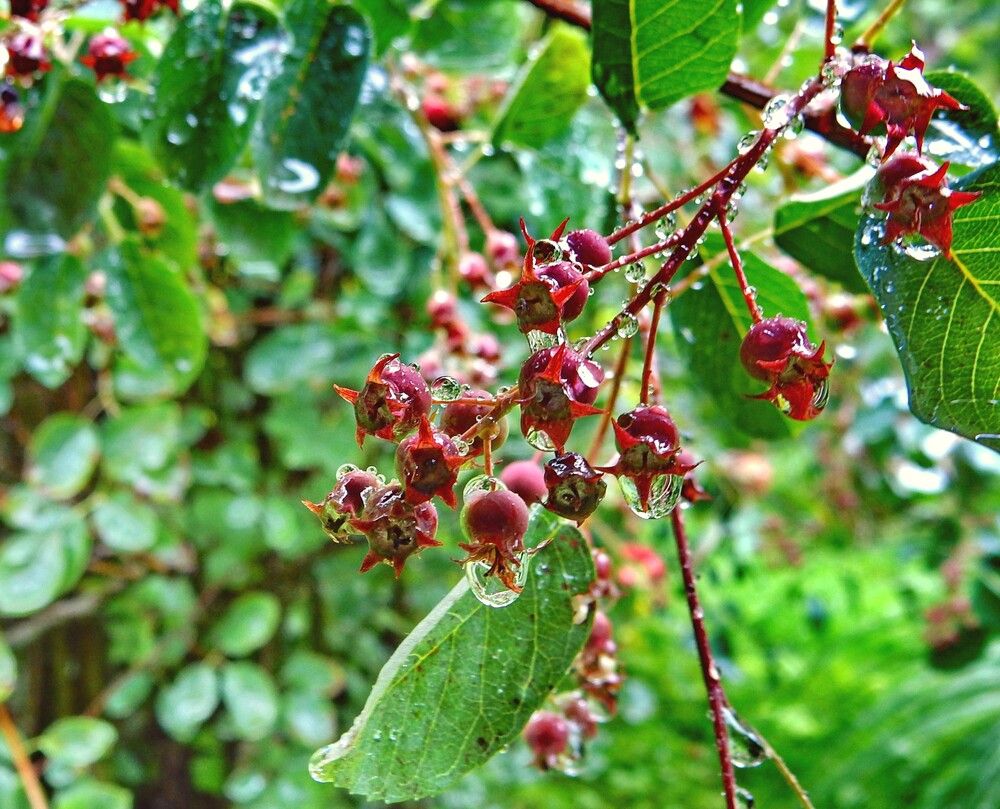 Photograph by Елена Гуляева