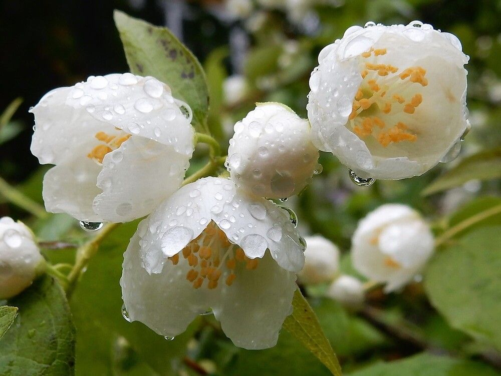 Photograph by Елена Гуляева