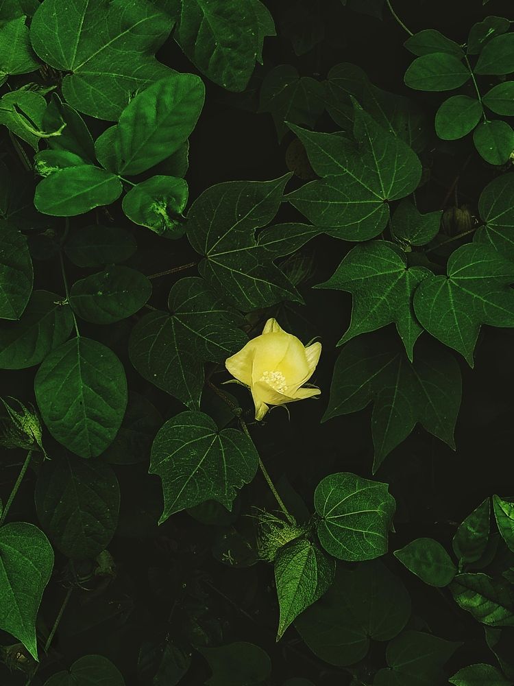 Verdant