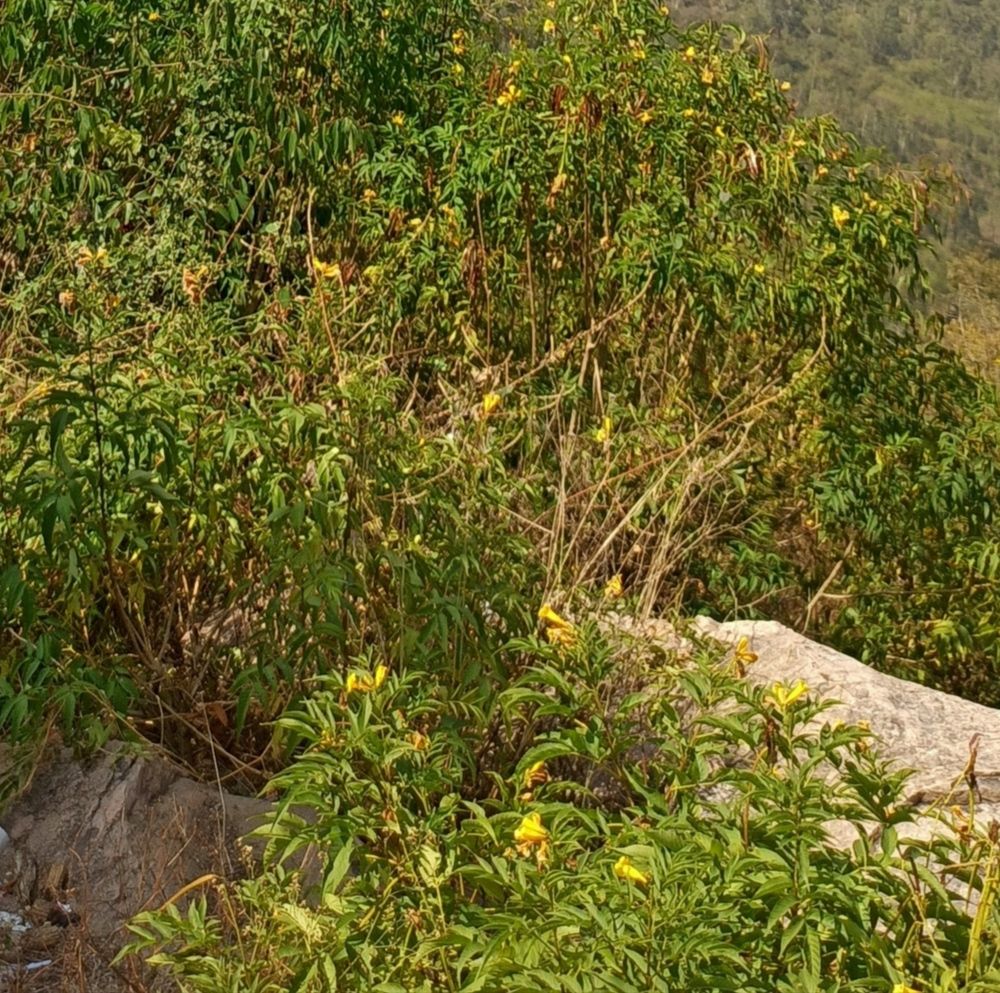 Photograph by Swagata Chatterjee