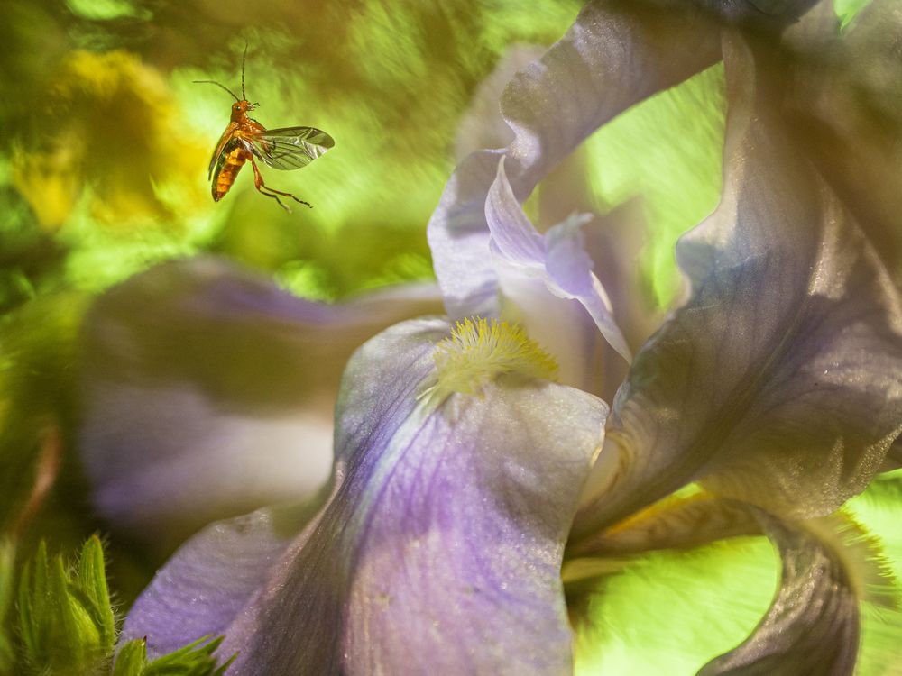 Rhagonycha fulva