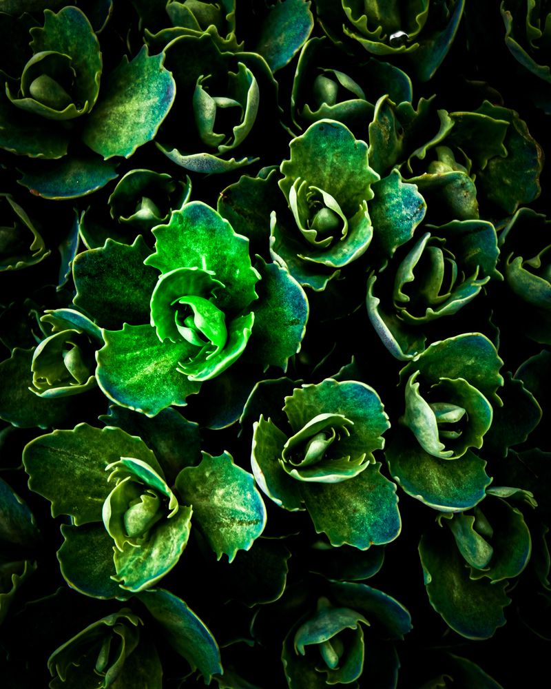 Fractal Nature