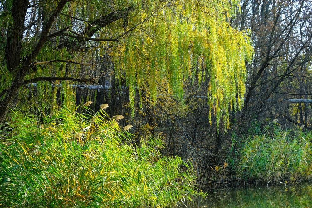 Photograph by Юлия Фёдорова