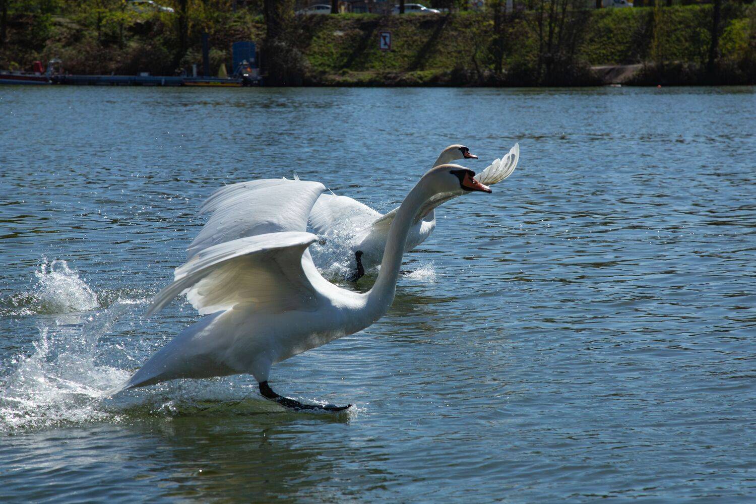 Two beautiful white swans running fast on the water surface and splashing waves before takeoff on a sunny day