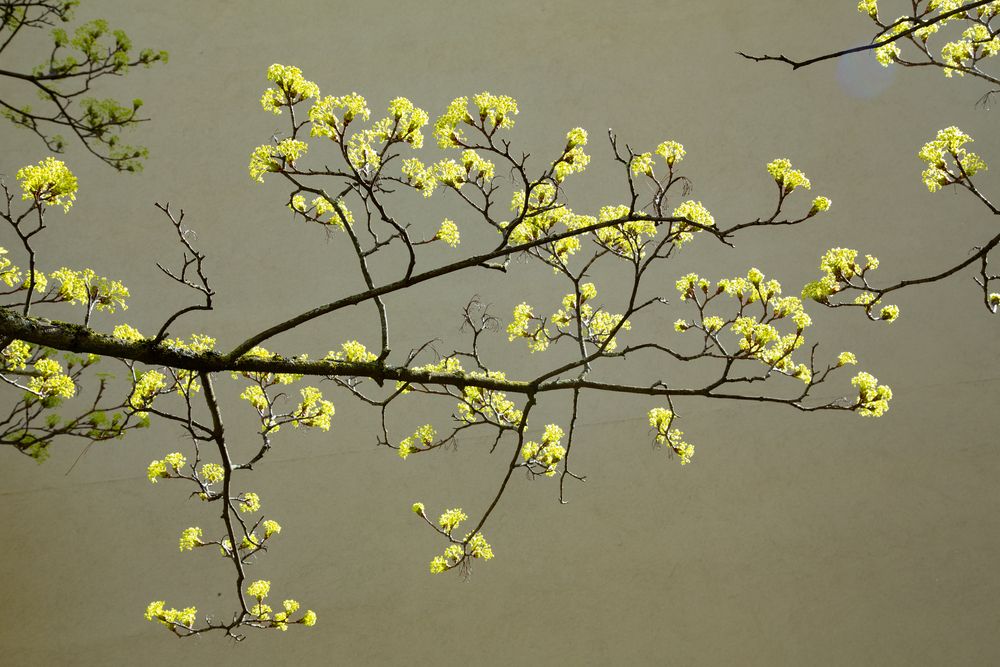 Beautiful spring tree branches with fresh small yellow flowers blooming outdoors against a solid grey wall background