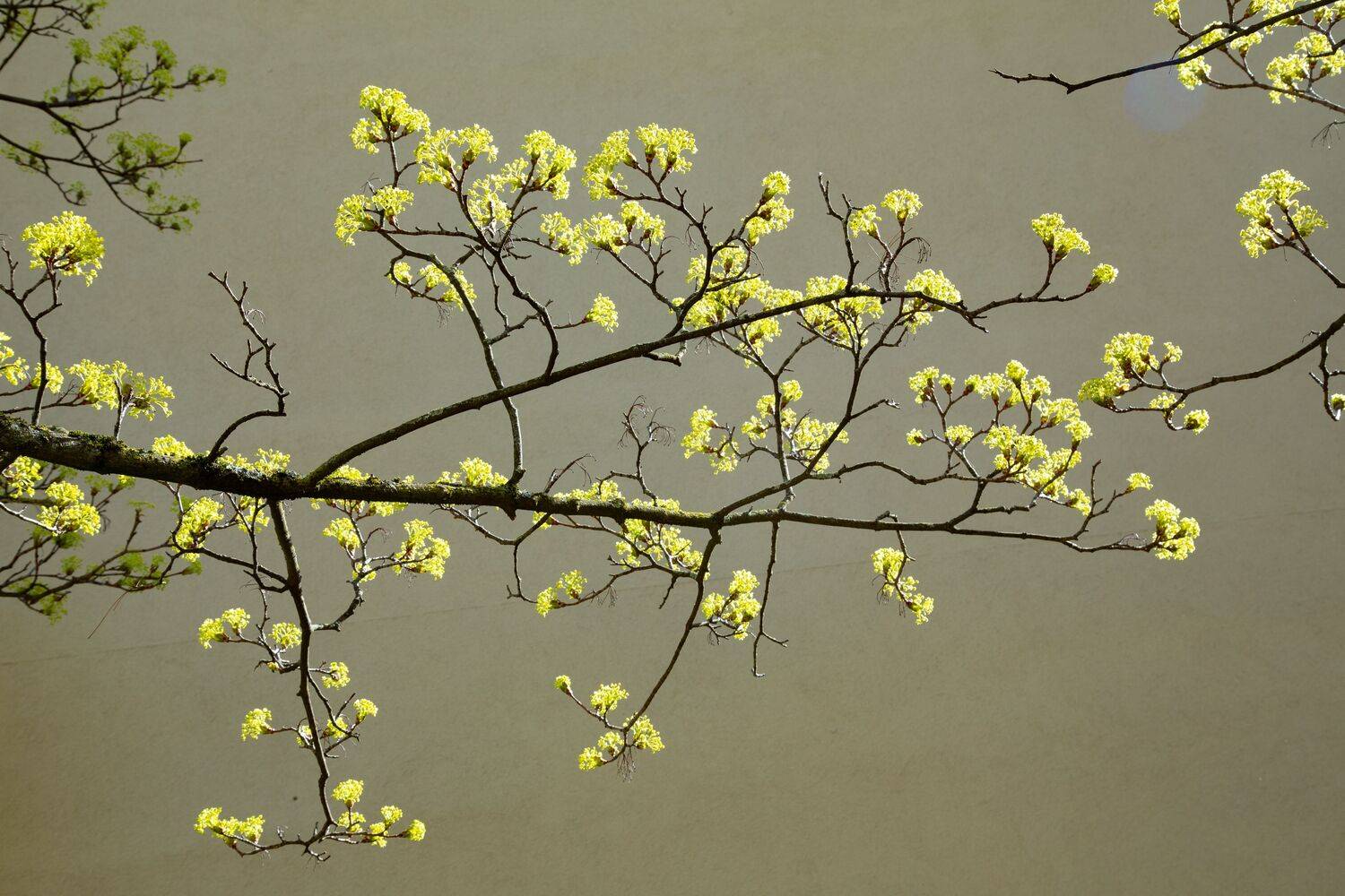 Beautiful spring tree branches with fresh small yellow flowers blooming outdoors against a solid grey wall background
