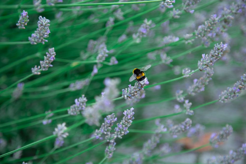 A fluffy bumblebee sitting on a purple lavender flower in the green summer field under natural daylight