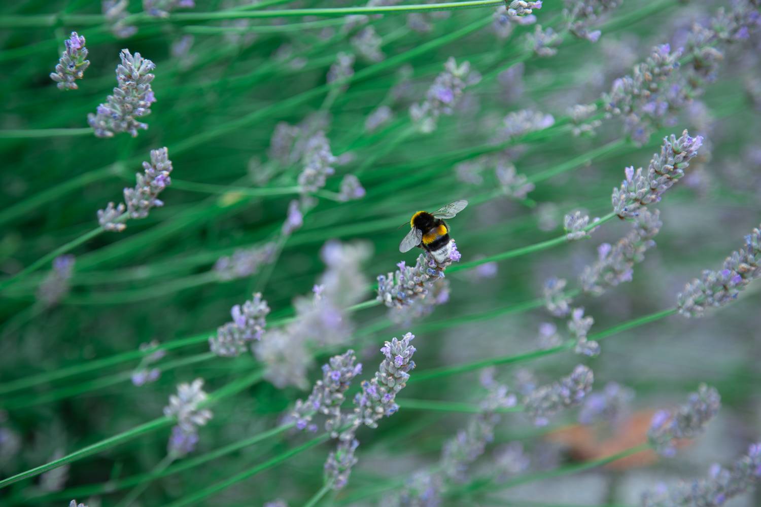 A fluffy bumblebee sitting on a purple lavender flower in the green summer field under natural daylight