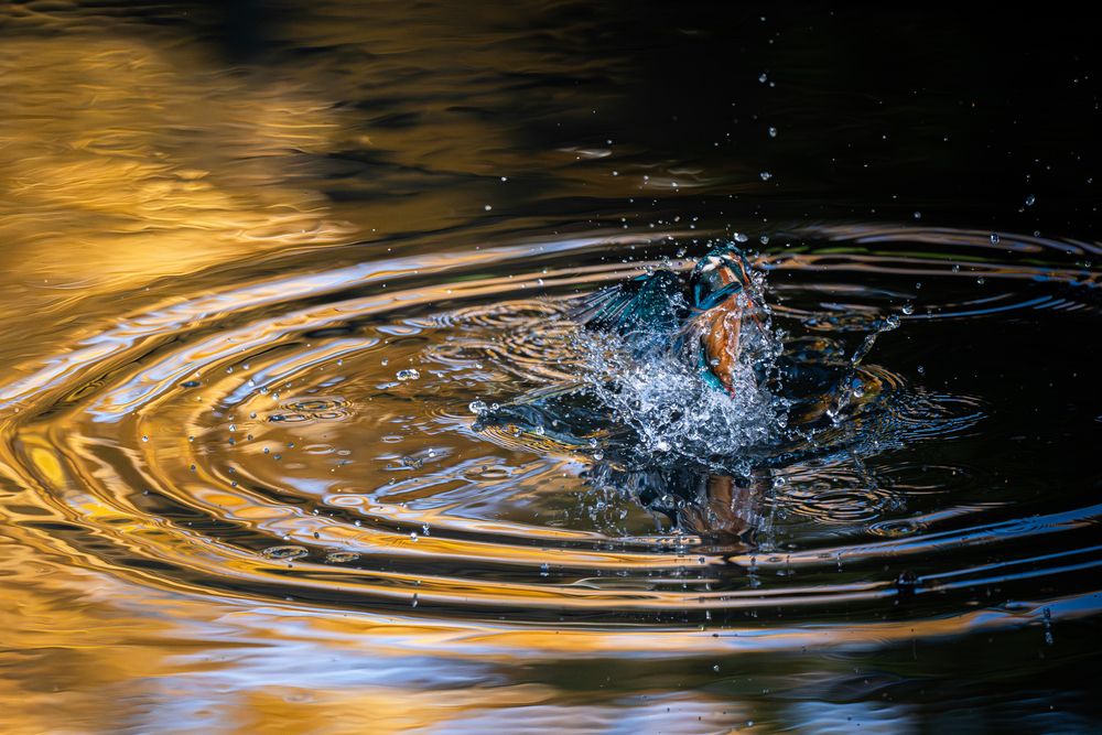 ripples