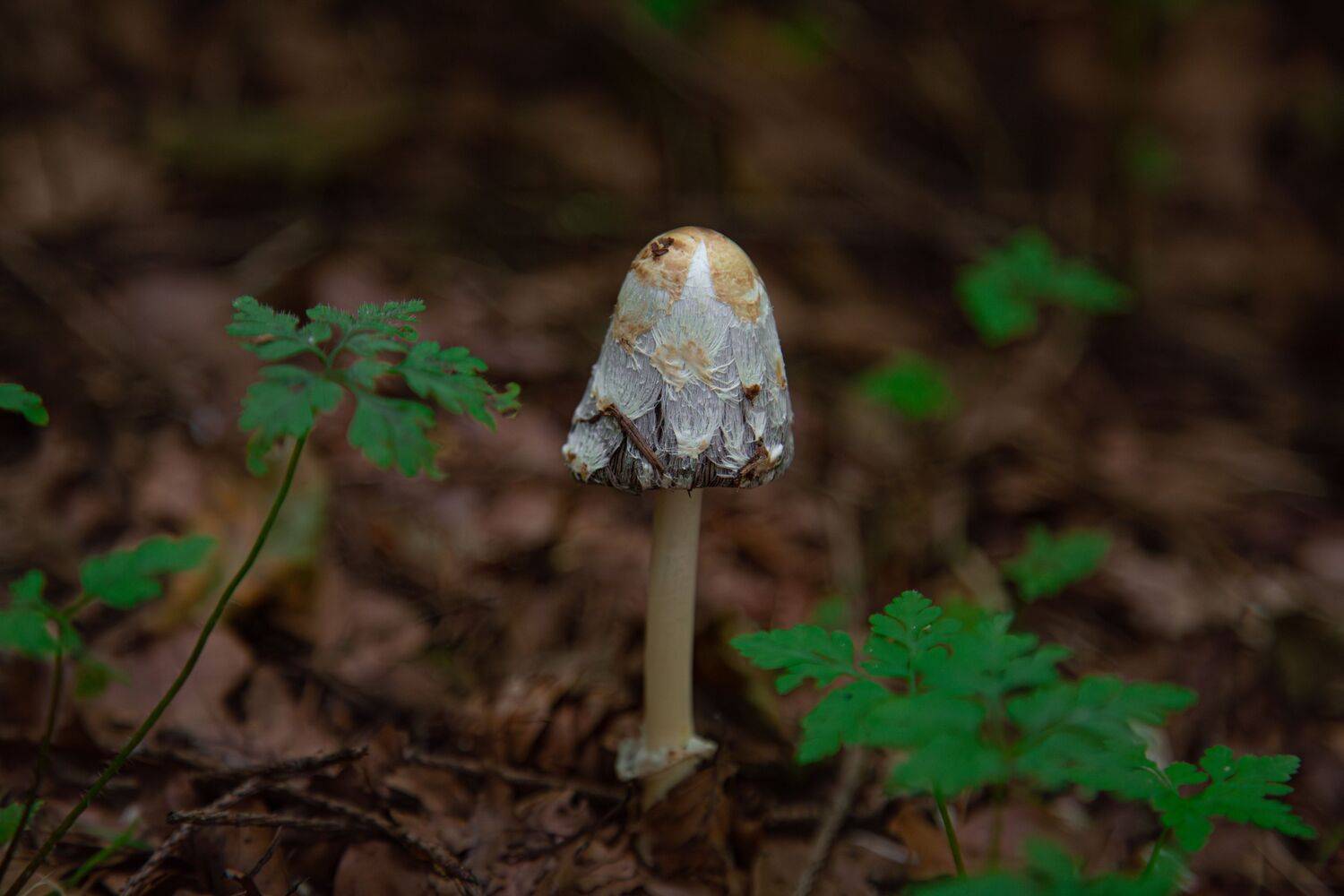 A small shaggy mane Coprinus comatus mushroom growing in the wild forest among brown dry leaves and green plants