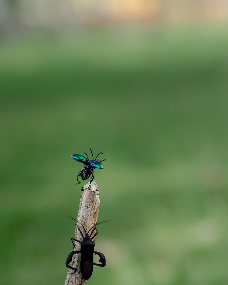 Photograph by Maryanto