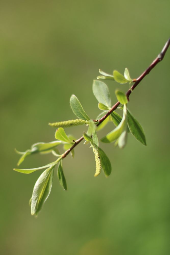 Photograph by Пронина Оля