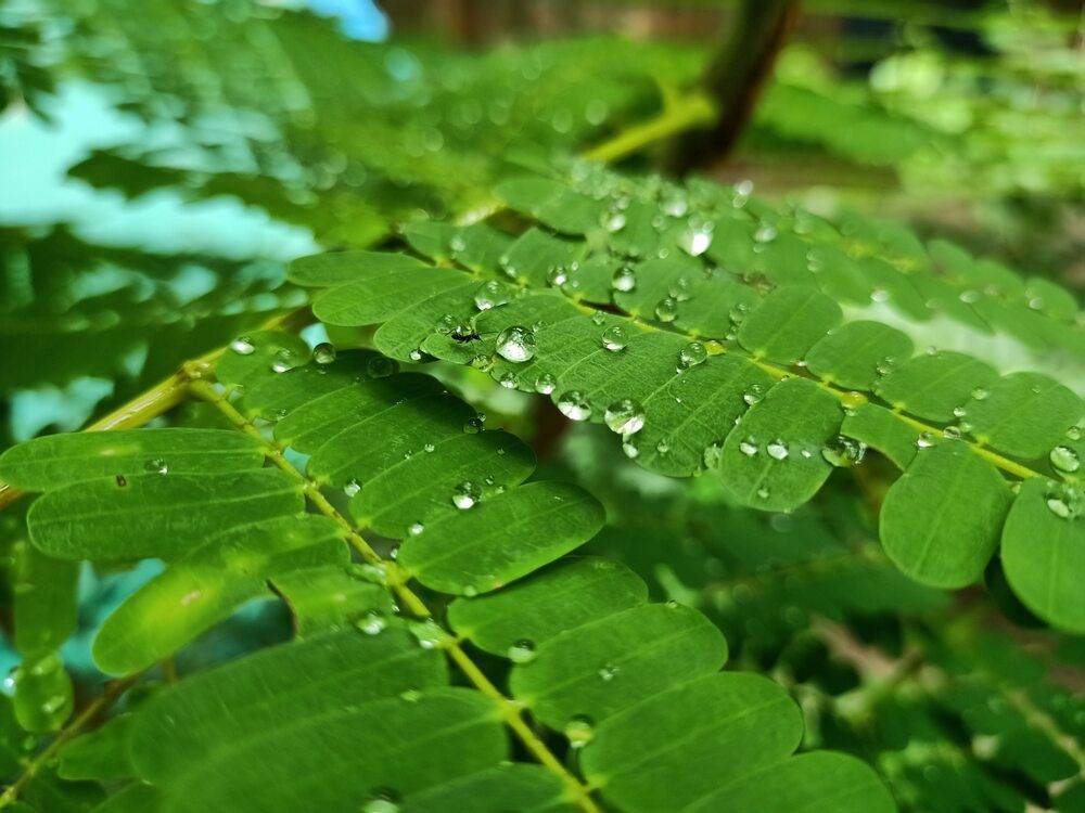 Photograph by Dilip kumar J Jdk