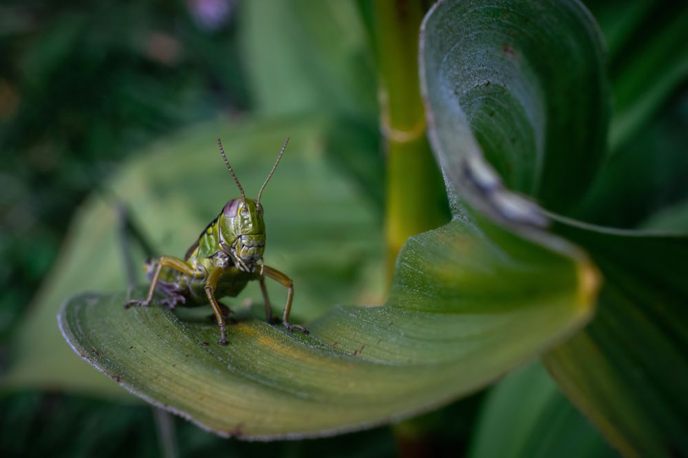 Photograph by Giorgio Castelli