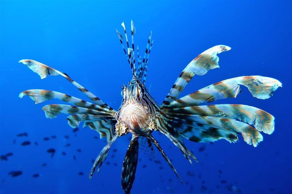 Photograph by Giorgio Castelli