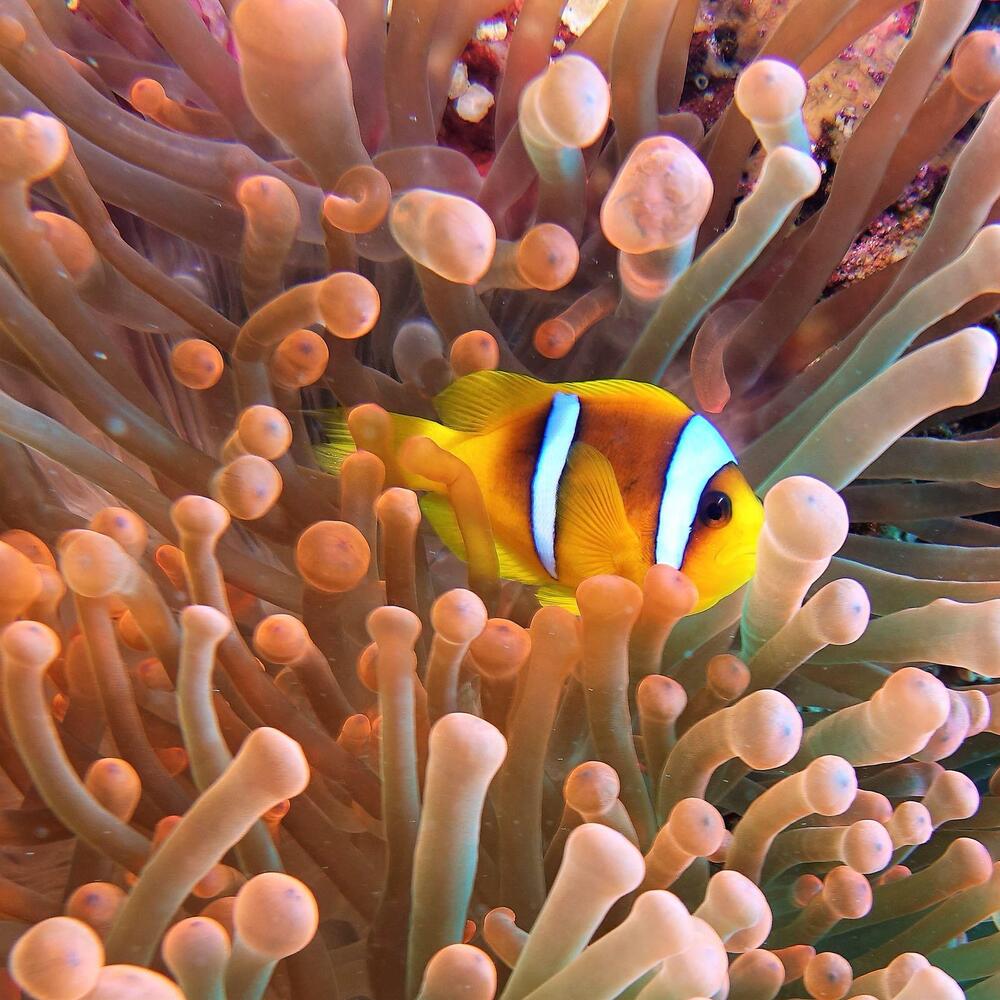 Photograph by Giorgio Castelli