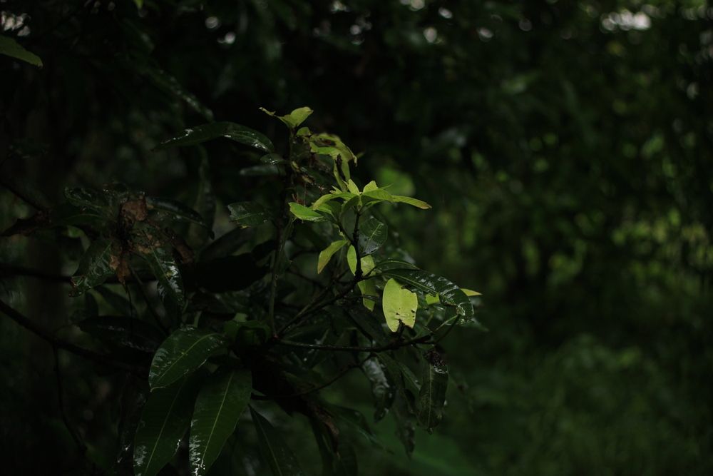 Photograph by Adrija Kundu