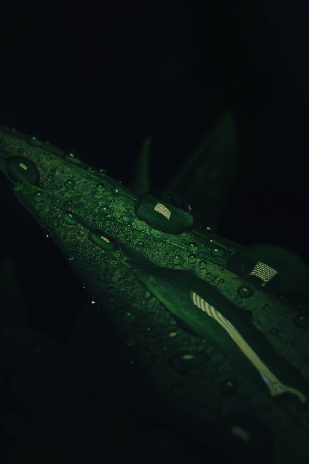Photo #13623080