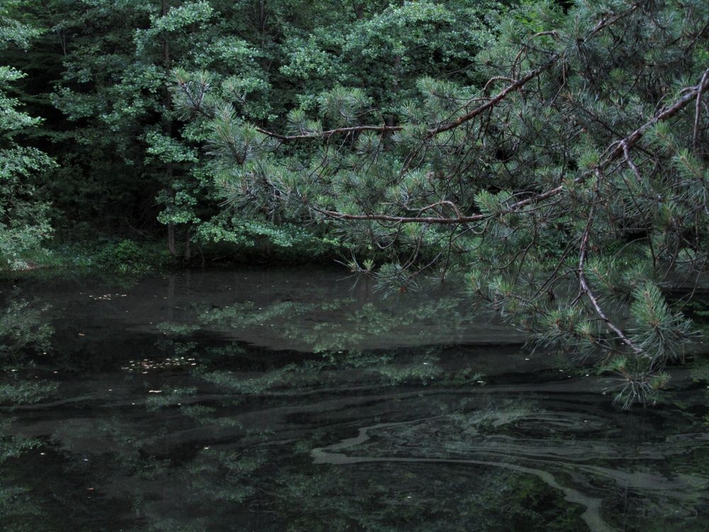 Photograph by Servant