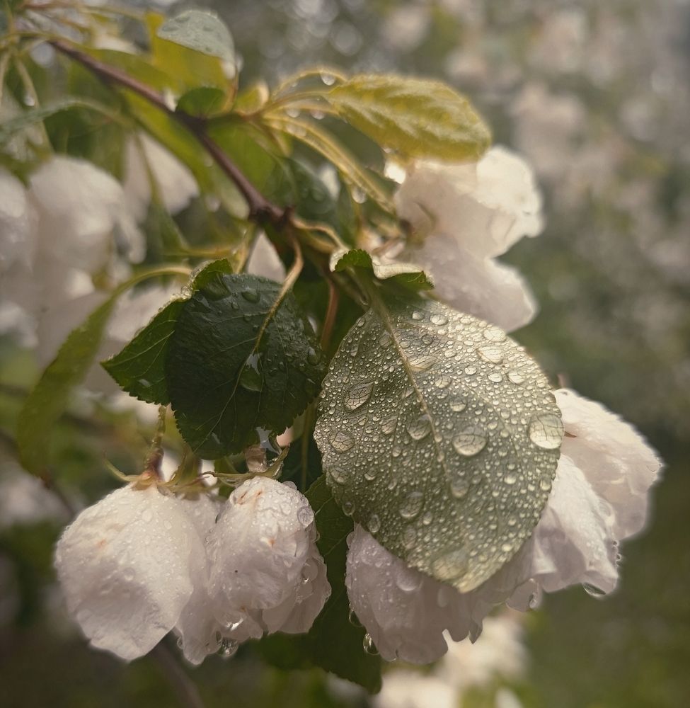 Photograph by Алена Марченко