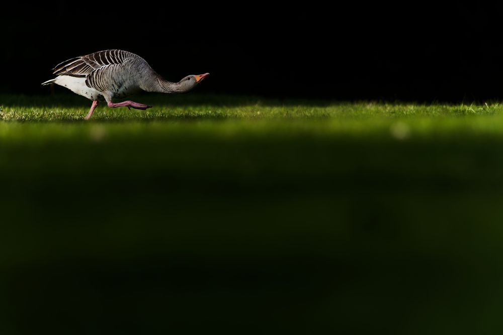 Photograph by Jørgen Hovde