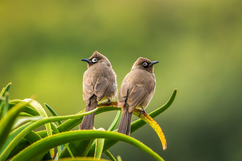 Photograph by Abdulrazzak M. Al Ali