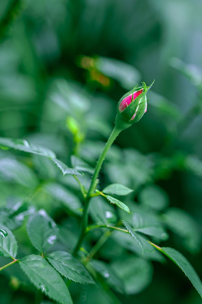 Photograph by Celso Ricardo
