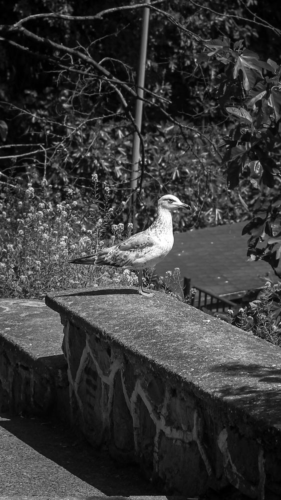 Photograph by Sedat Gökçay