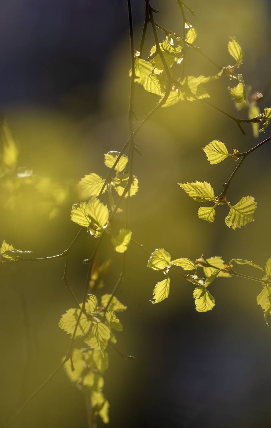 Photo #13623565