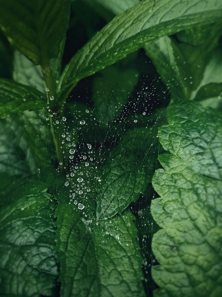 Photograph by Лариса Мик