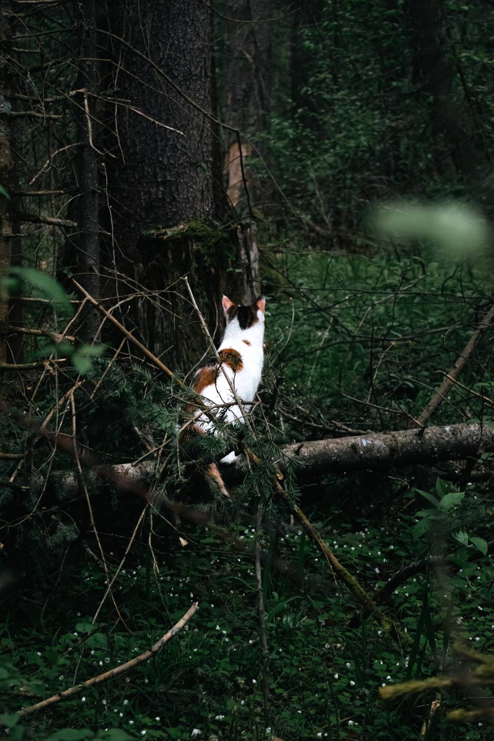 Photo #13623636