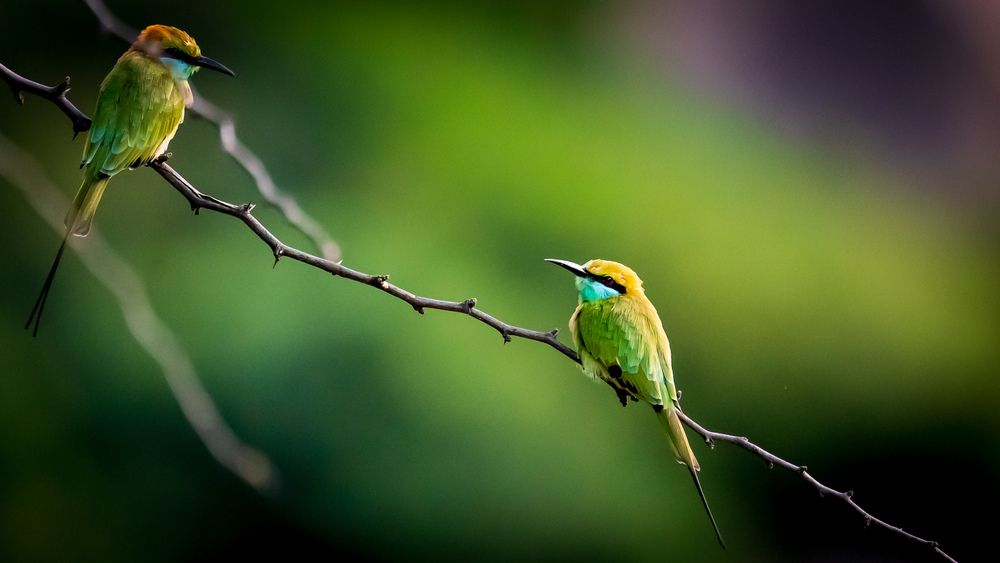 Фотография автора Syed Salim