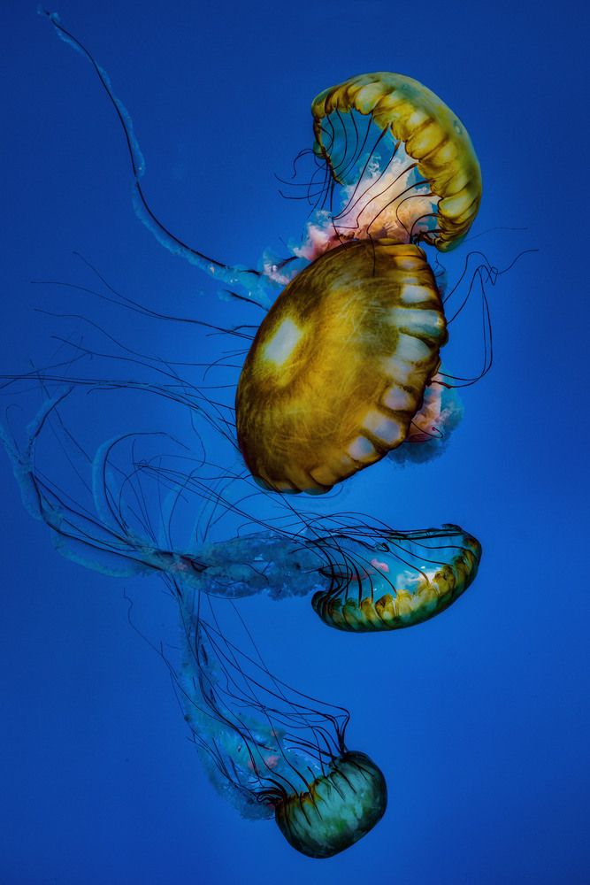 Photograph by Albert Zhager