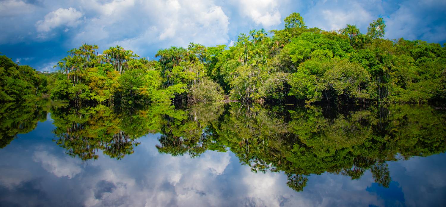 Reflections of the Rainforest