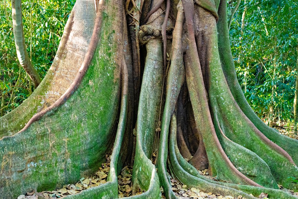 Ancient Roots
